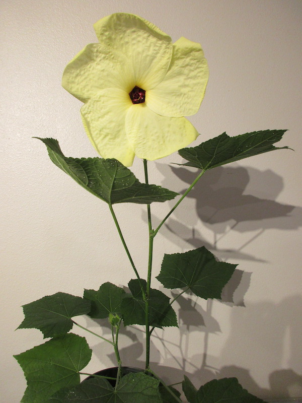 Hibiscus Manihot