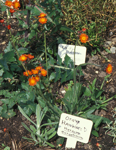 Orange Hawkweed