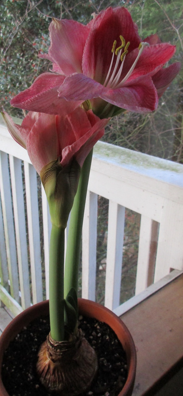 Hippeastrum