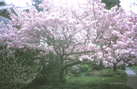 <i>Prunus</i> 'Hokusai'