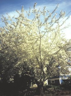 <i>Prunus</i> 'Hosokawa'