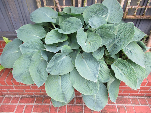 <i>Hosta Sieboldiana</i>