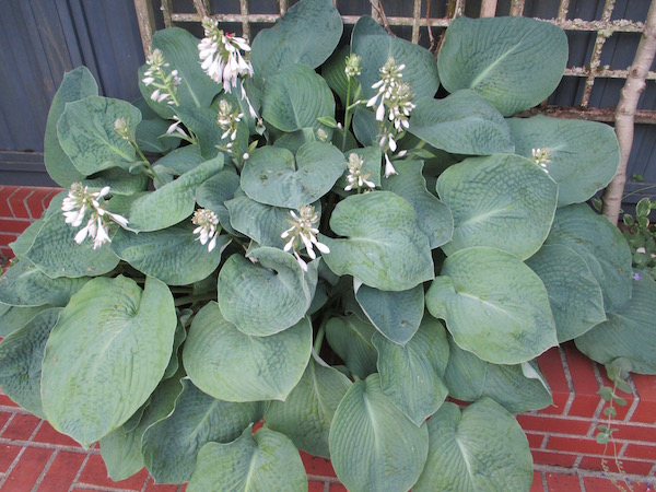 <i>Hosta Sieboldiana</i>