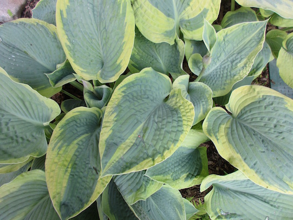 <i>Hosta Sieboldiana</i> 'Frances Williams'