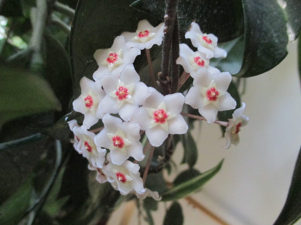 Hoya carnosa