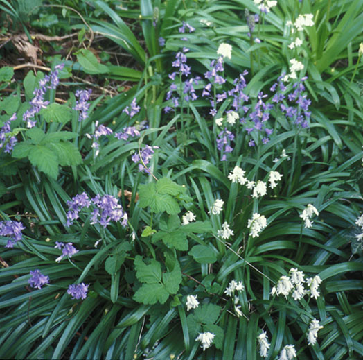 Bluebells