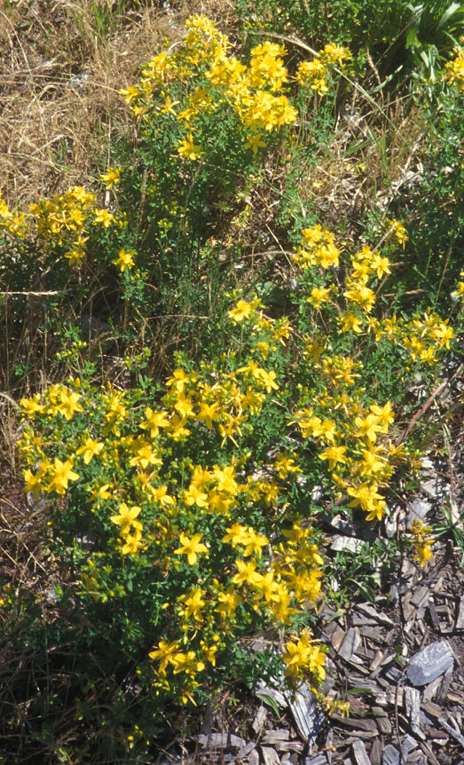 St. John's-wort