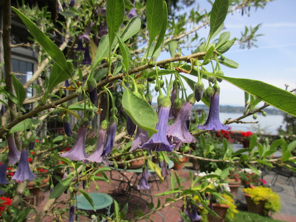 <i>Iochroma australe</i>