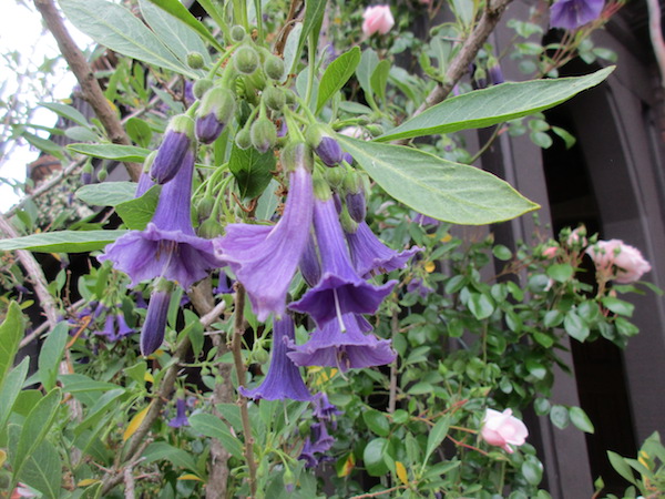 Iochroma Australis-Azul Brugmansia Hardy arbusto En Pote De 9cm