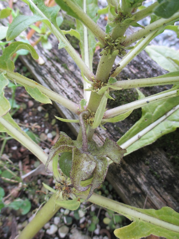 Jaborosa sativa flowers