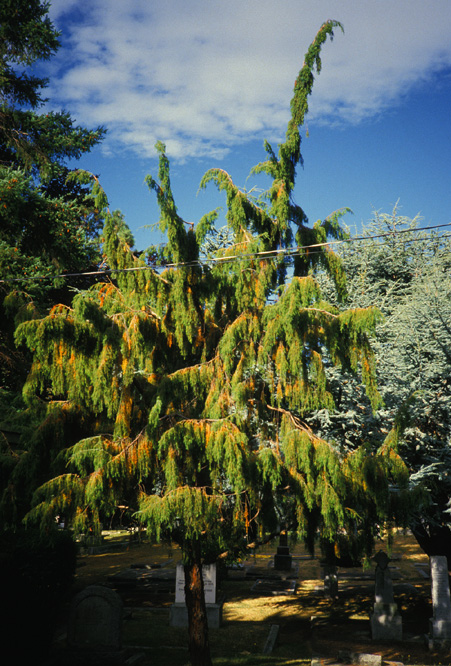 Needle or Temple Juniper