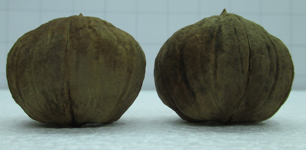 Juglans Hindsii x Juglans regia