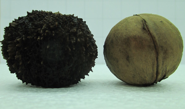 Juglans nigra & Juglans Hindsii