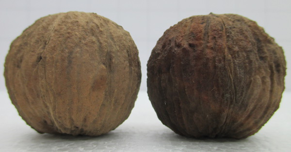 Juglans nigra x Juglans Hindsii 1