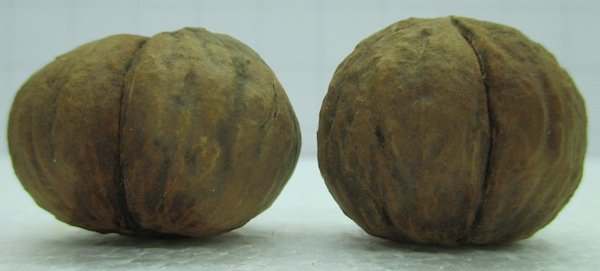 Juglans nigra x Juglans Hindsii 2