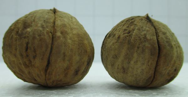 Juglans nigra x Juglans Hindsii 3