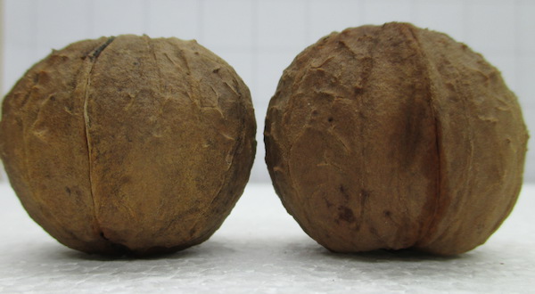 Juglans nigra x Juglans Hindsii 5