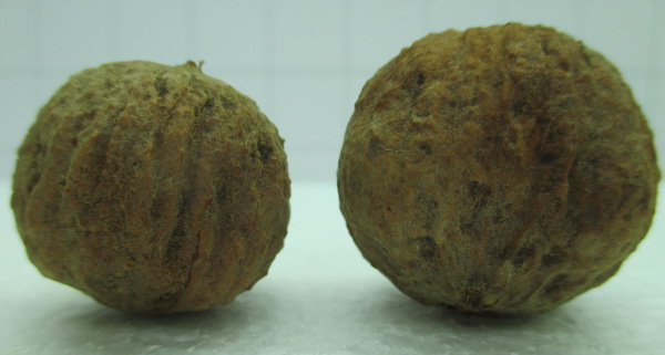 Juglans nigra x Juglans Hindsii 6