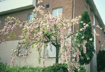 <i>Prunus</i> 'Kiku-shidare-zakura'