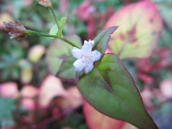 Kunming Knotweed flowers