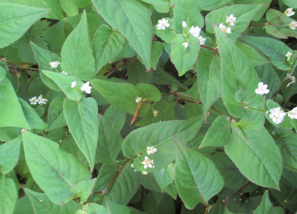 Kunming Knotweed reverted to all green