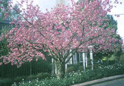 <i>Prunus</i> 'Kwanzan'