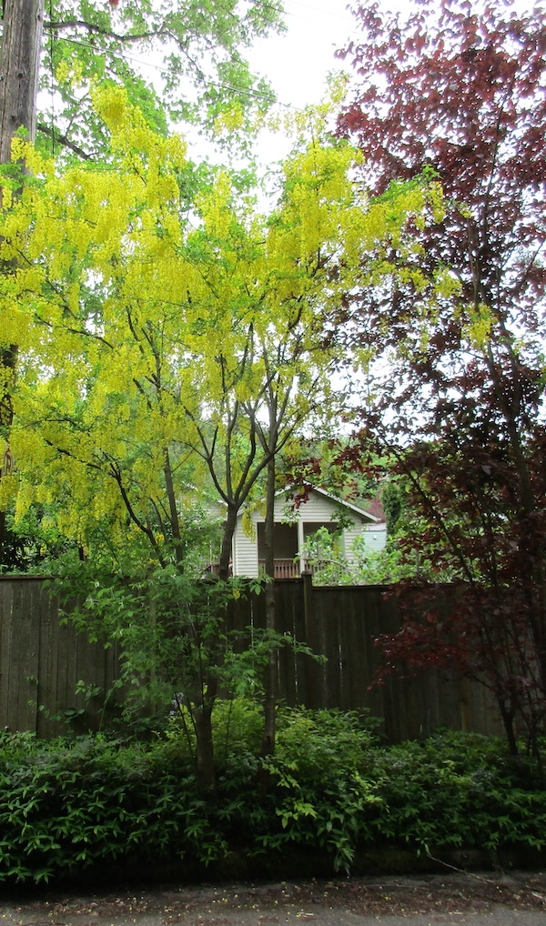 A wild <i>Laburnum anagyroides</i> in Seattle