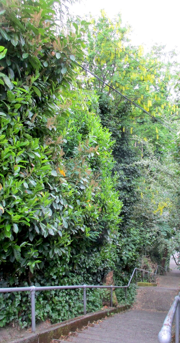 Tall <i>Laburnum anagyroides</i> in Seattle