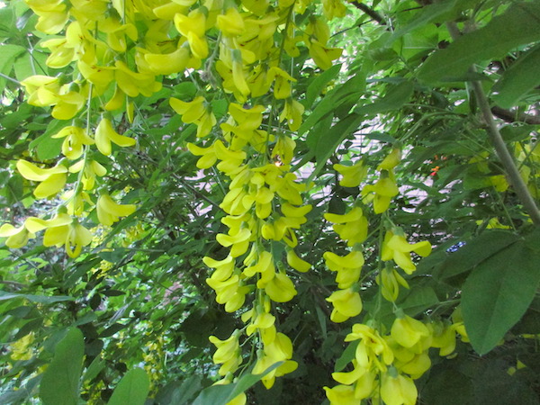 Flowers of <i>Laburnum anagyroides.</i>