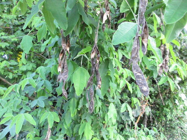 Old seedpods of <i>Laburnum anagyroides.</i>