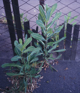 Prickly Lettuce