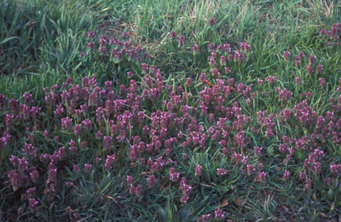 Red Dead-Nettle