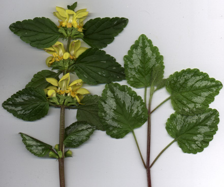 Lamium Galeobdolon