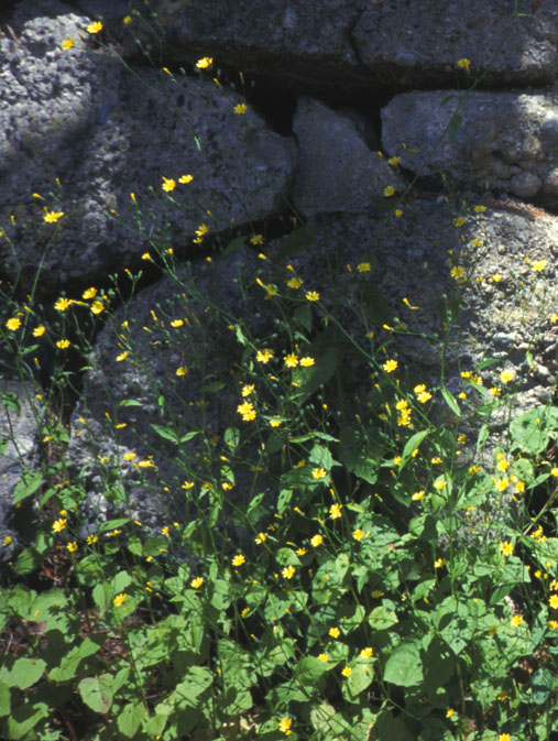 Nipplewort