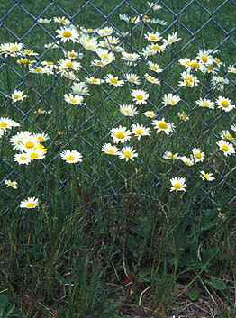 Oxeye Daisy