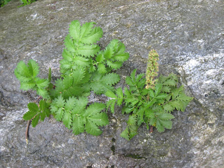 Leucosidea sericea close-up photo