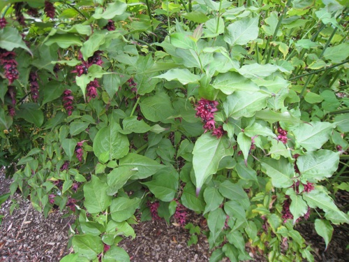 Himalaya Honeysuckle