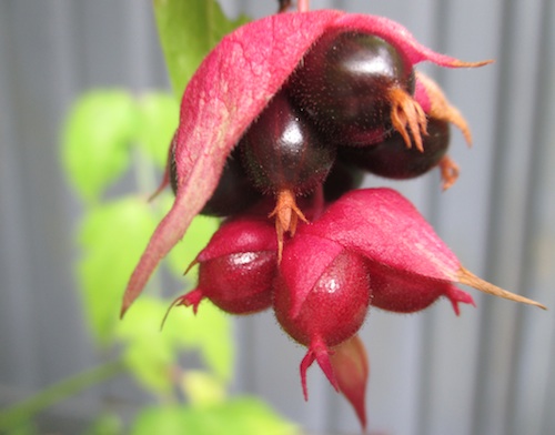 Himalaya Honeysuckle