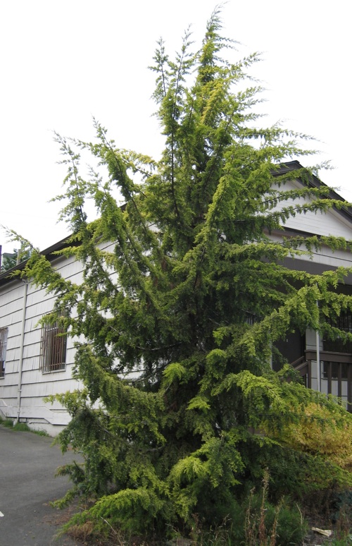 Smooth Arizona Cypress; <i>Cupressus arizonica</i> var. <i>glabra</i>