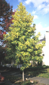 variegated sweetgum photo