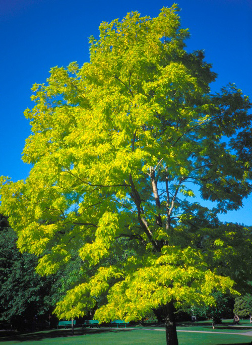 Black Locust; <i>Robinia Pseudoacacia</i> 'Frisia'