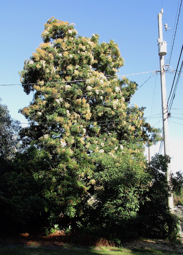 <i>Lyonothamnus</i>