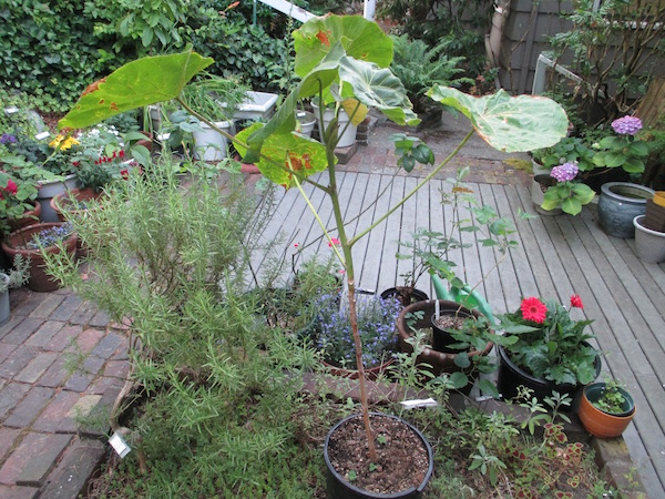 Macaranga grandifolia in June