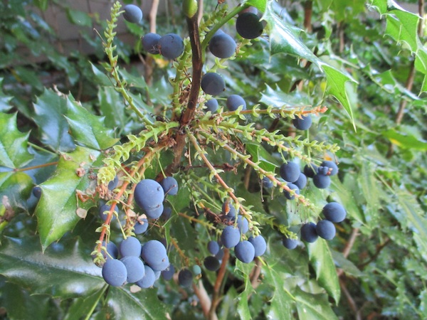 Mahonia Aquifolium