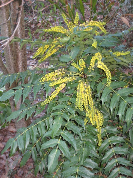 Mahonia Charity