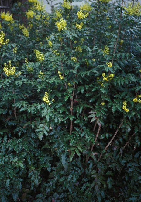 Tall Oregon grape