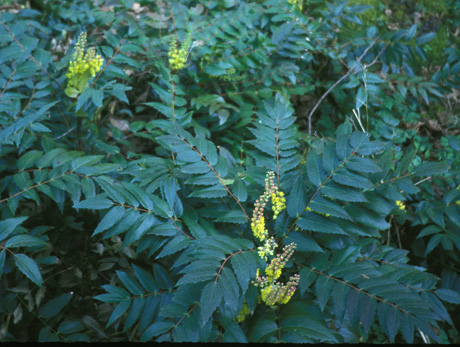 Low Oregon grape