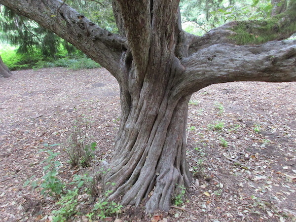 <i>Malus fusca</i> trunk