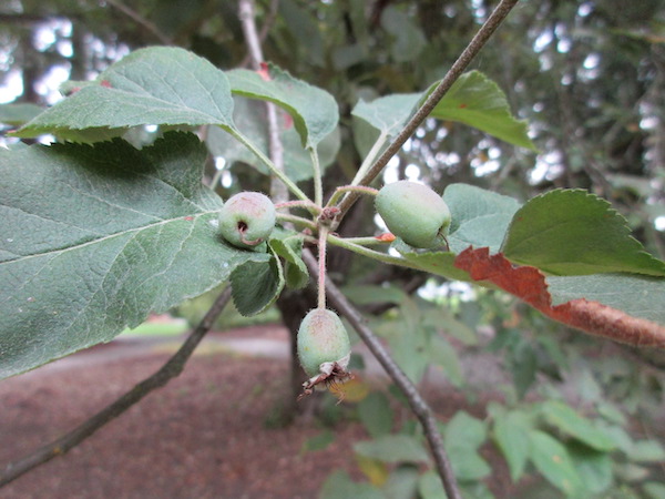 <i>Malus fusca</i> unripe fruits