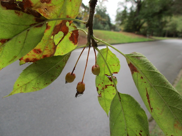 <i>Malus fusca</i> ripe fruits